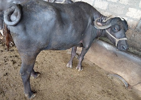 ખડેલી ને વોડકુ