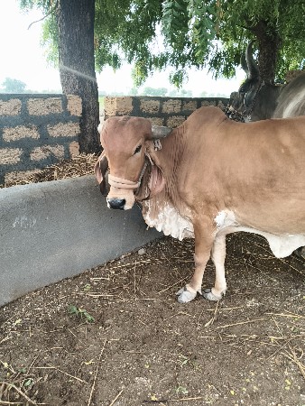 ગાય વેચવાની છે