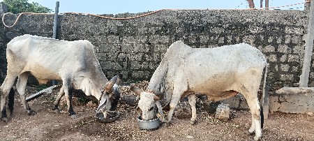 4 બળદ હોવા થી