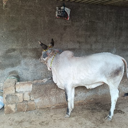આવો ગોદલો લેવાનો છે કોઈ પાસે હોય ત