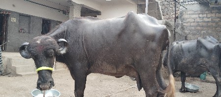 બીજું વેતર છે