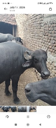 ભેશ વેસવાની છે