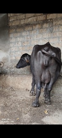 ભેંસ વેચવાની છે