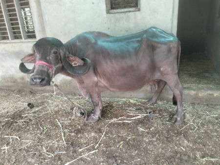 ભેંસ વેચવાની છે