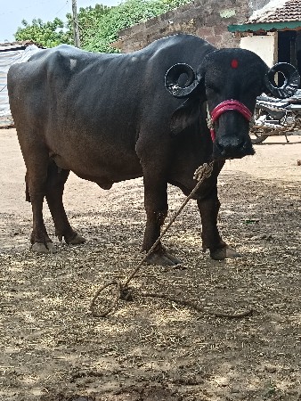 ખડાઈ વેચવાની છે
