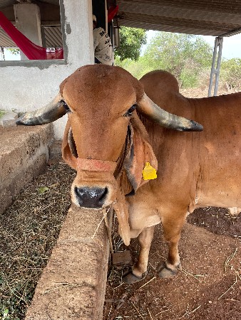 આ