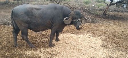 આ પાડો વેસવાનો છે