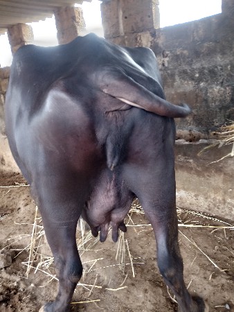 રામદે આહિર