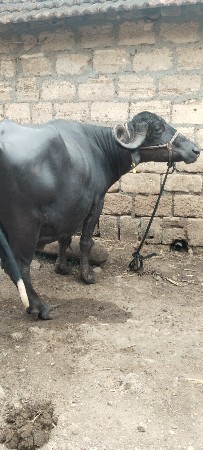 ત્રીજો વેધર
