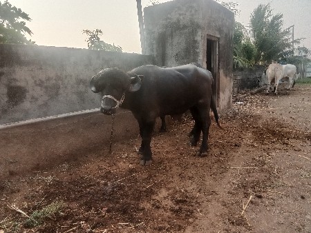 પાડો વેચવા નો છે