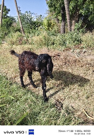 bakra.