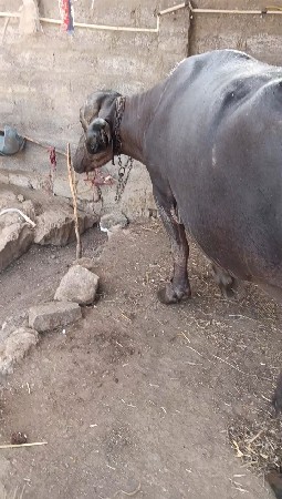 ભેંસ વેચવાની છે