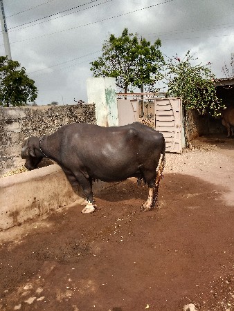 bhes vechvani se