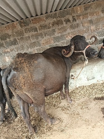 ભેંસ વેચવાની સે