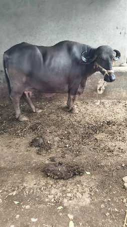 ભેંસ વેચવાની છે