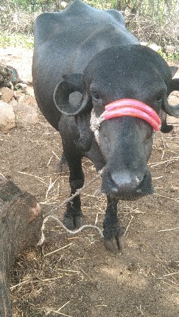 ભેંસ વેસવા ની સે
