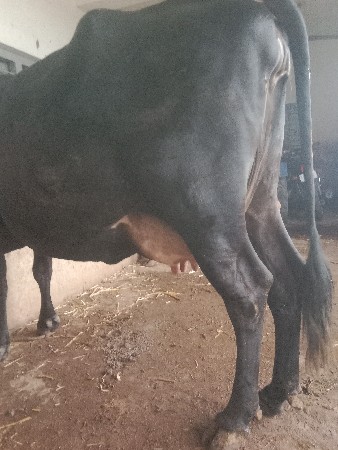 જર્સી ગાય વેચવાની છે