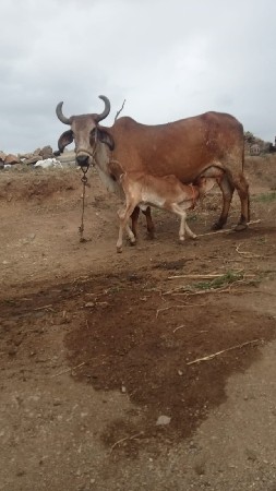 ગાય વેચવાની છે