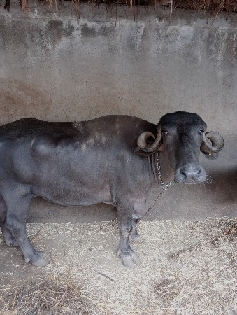ખડેલી બેસવાની છે કુંઢી હો.......