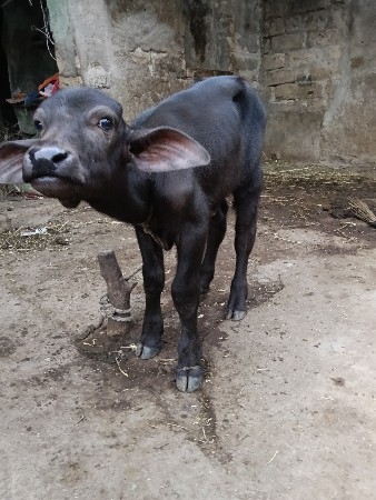 ભેંસ વેચવાની છે