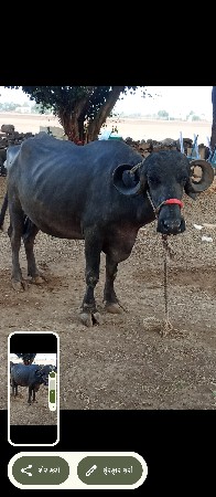 ભેંસ વેચવાની છે