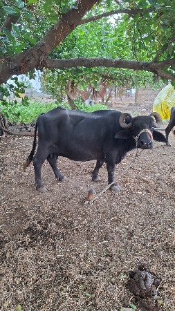 ભેંસ વેસવા ની સે