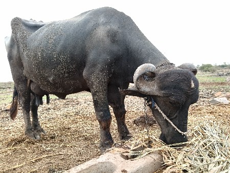 ભેસ વેચવાની છે