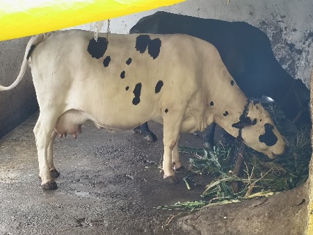 જસી ગાય વેચવા  છે બીજું વેતર વ