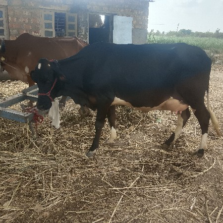 ટોલી વેચવાનું છે કિંમત 199000