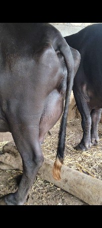 2 વેતર ની ખાડેલી