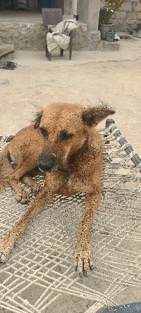 Desi dog security dog