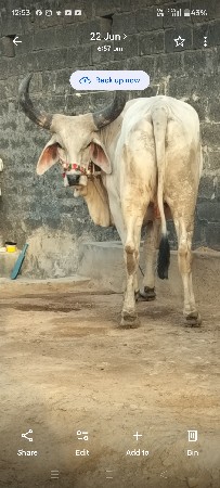 દીલીપ પરમાર