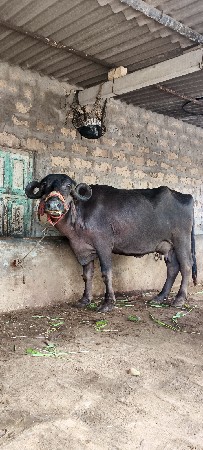 ભેસ વેચવાની છે