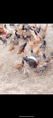 મરઘા   દેશી