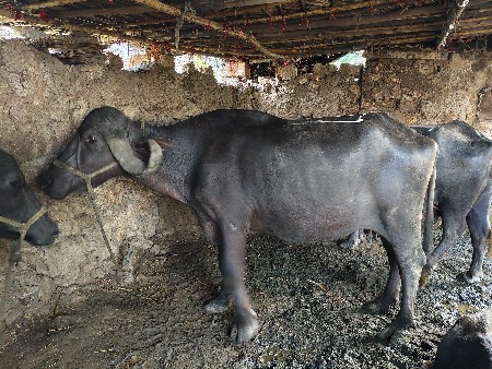 ભેંસ વેચવાની છે.