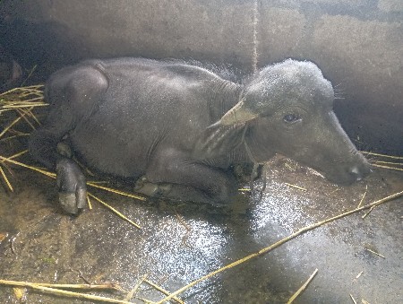 પાડો