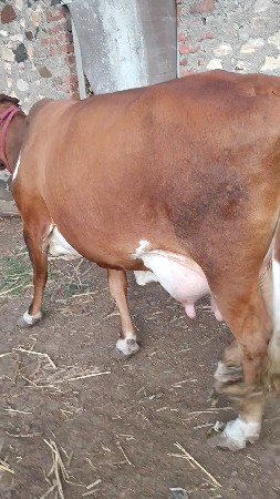 ગાય