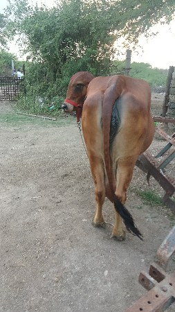 ગીર ગાય વેચવાની છે