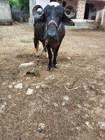 ખડેલી વેચવાની છે