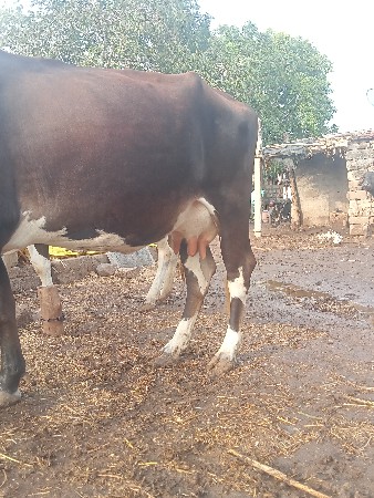 આ ગાય વેચવાની છે