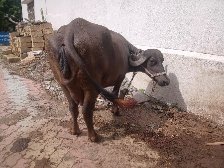 ભેંસ