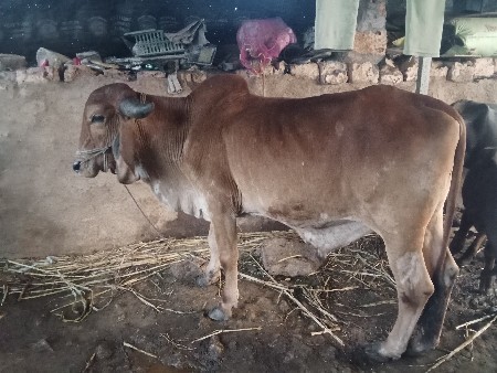 ઘોધલો વેચવાનો છે સાલુ કપલેટ સાવ