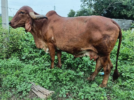 ગાય વેચાણ માટે છે
