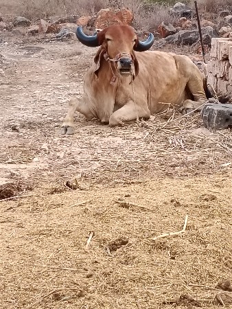 ફુલ જવાબ દારી