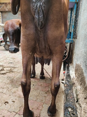 ગીર ક્રોસ વેચવાની છે