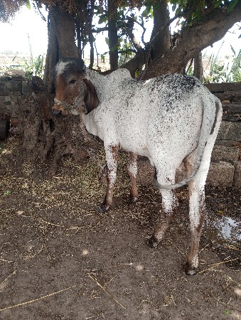 નિવડી વાછડી વેચવાની છે