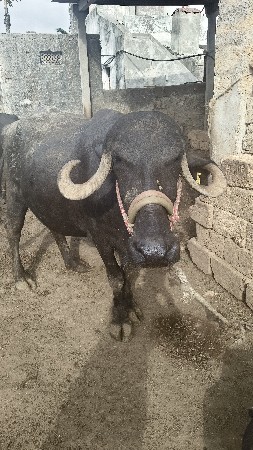 પેલુ વેતર ખડેલી