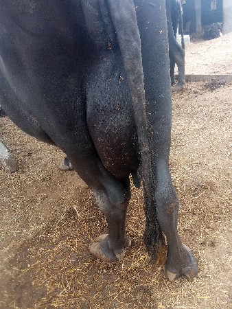 ભેંસ વેચવાની છે