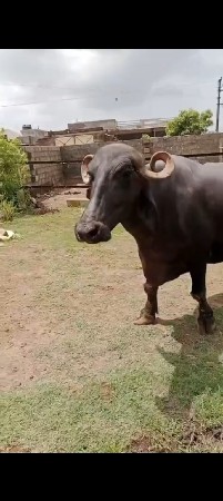 ભેંસ વેચવાની છે