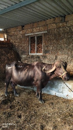 ભેંસ વેચવાની છે